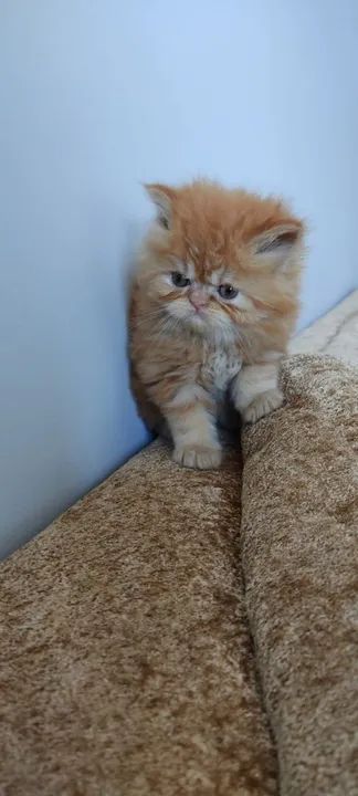 Persa lindinhos  - Foto 5