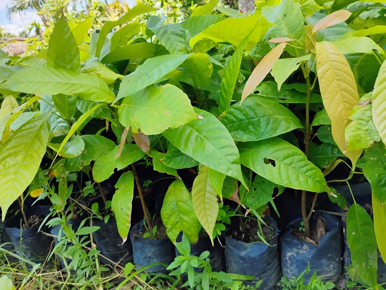 Mudas de fruteiras  - Foto 6