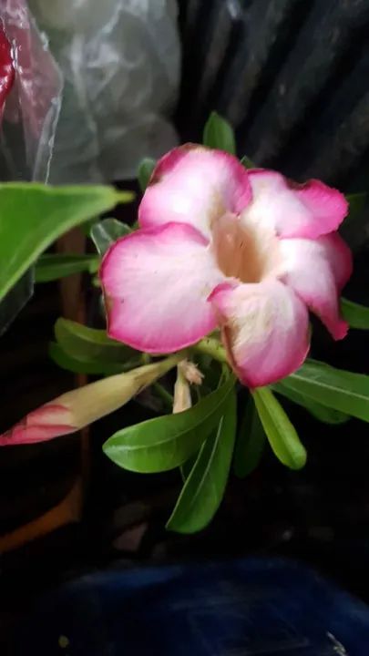 Muda de Rosa do Deserto  - Foto 2