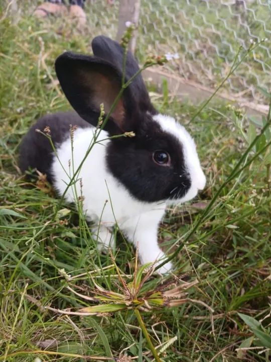 Filhotes de Coelho  - Foto 4