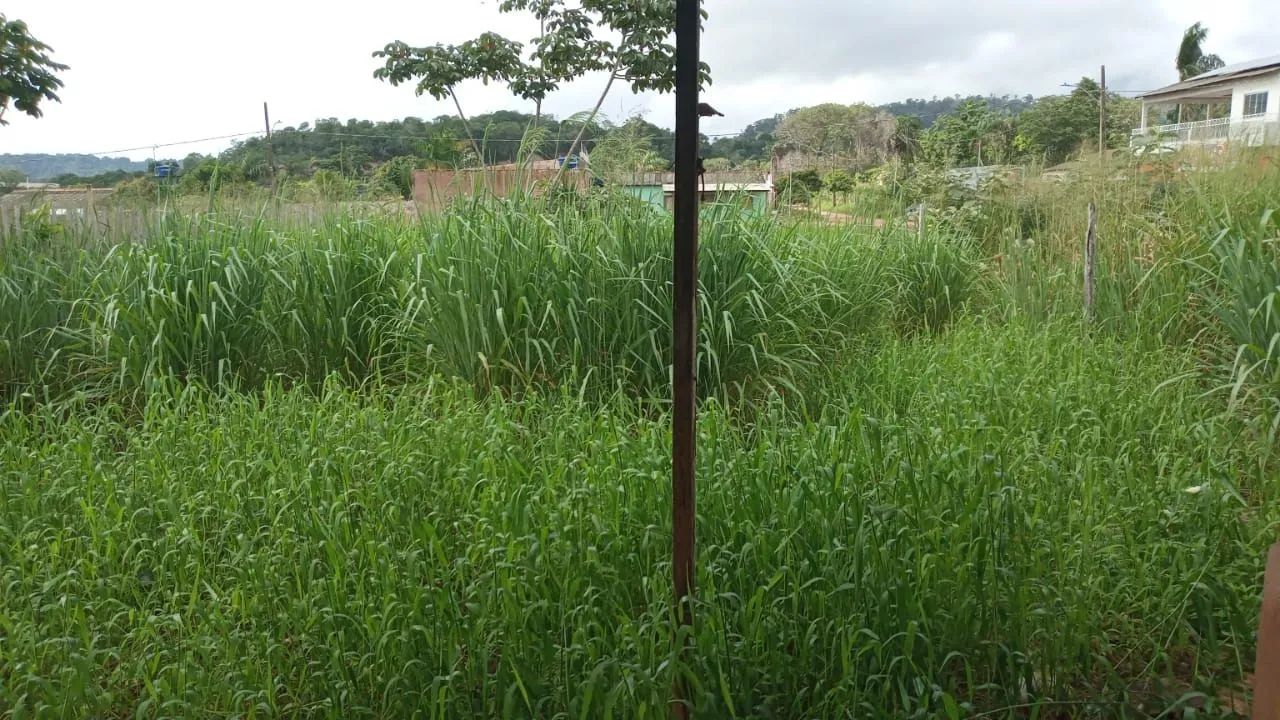 Limpeza de terrenos  - Foto 3