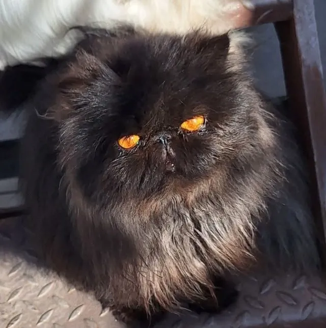 Procuro namorado para gata persa