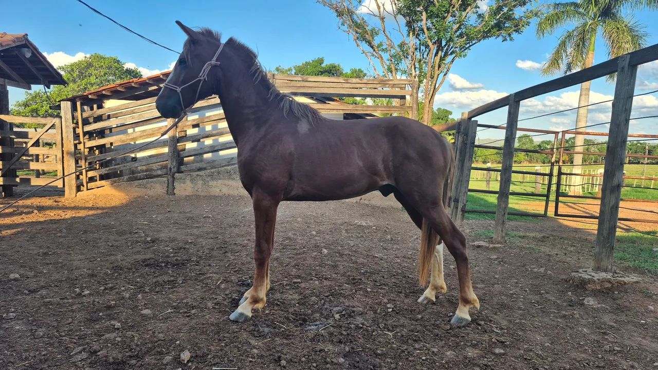 Potro Mangalarga - Foto 2