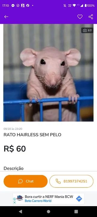 Hairless a venda  - Foto 5