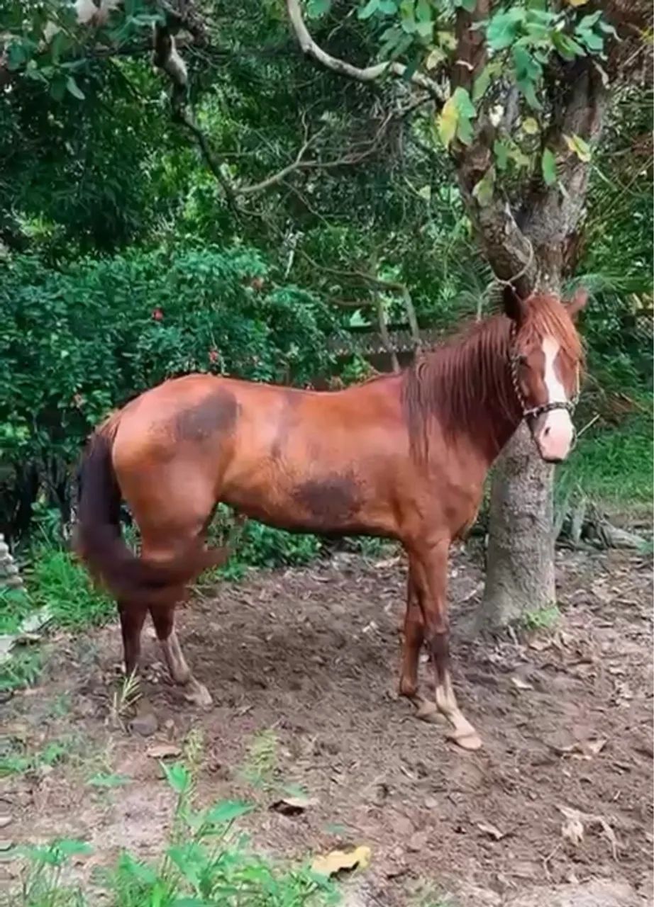 Égua de 5 anos Domada e Grande 