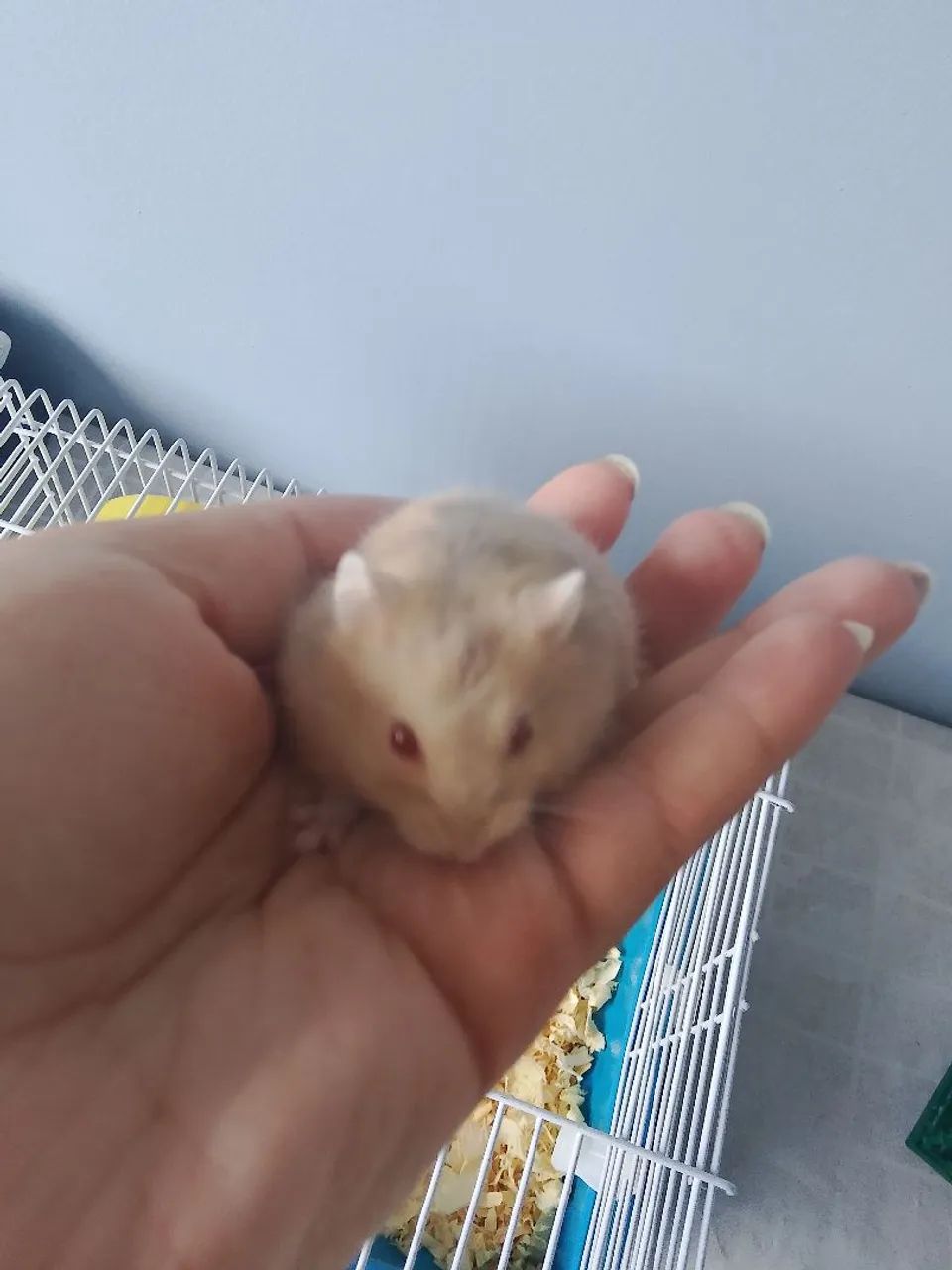 Hamster64961617406082121