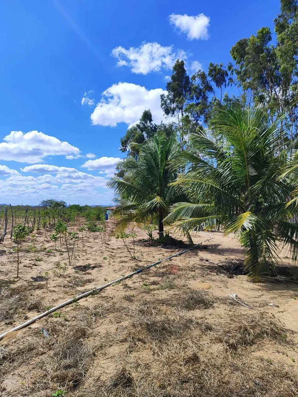 Alugo Fazenda com 65 hectares em Elói de Souza