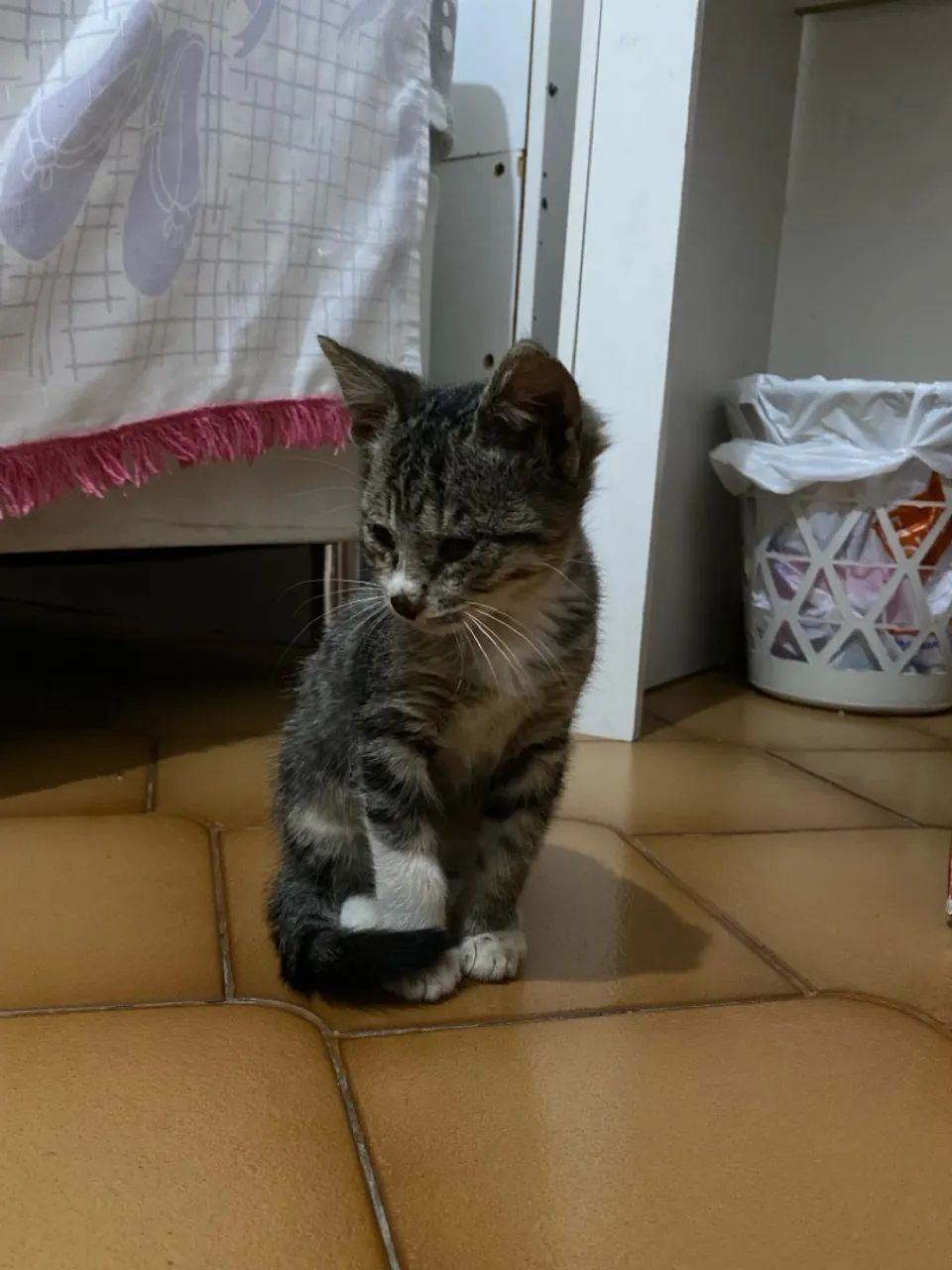 Gatinho filhote para adoção 