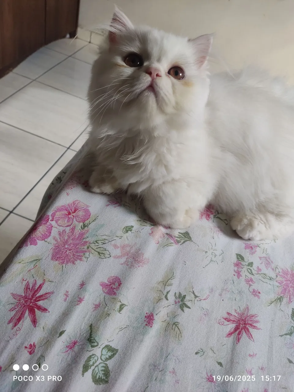 Gatinho persa 4 meses com as 3 vacinas