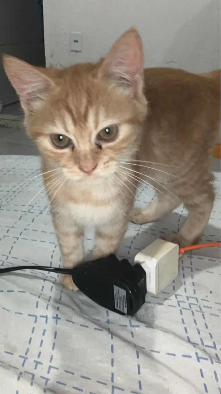 Gatinhas Linda para Adoção