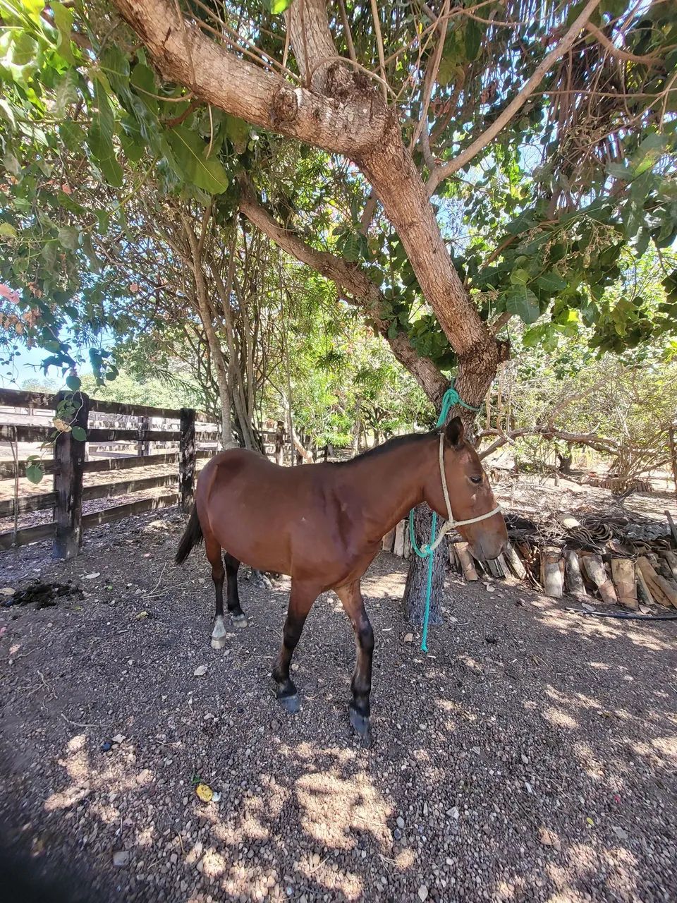 Cavalo castrado manso - Foto 3