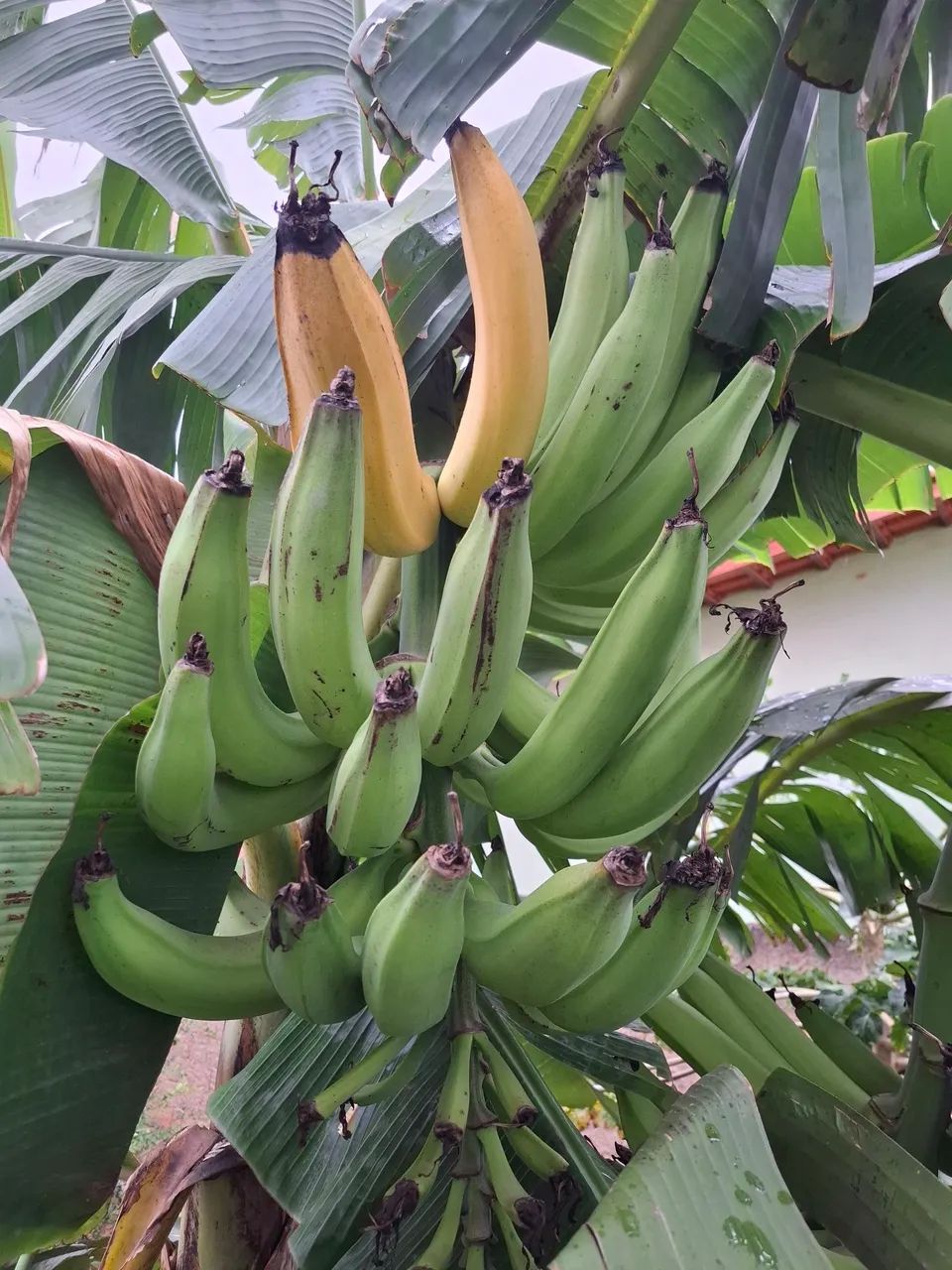 Bananas para plantar - Foto 3