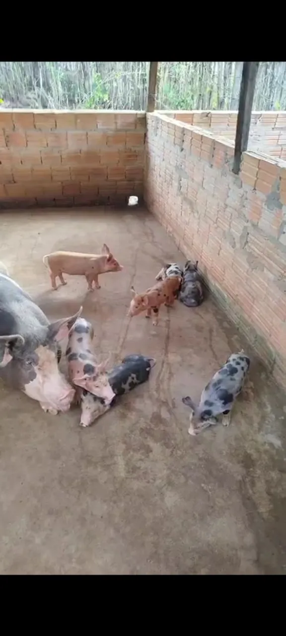 Duas porcas e um barrão  5 leitões machos pra vender logo