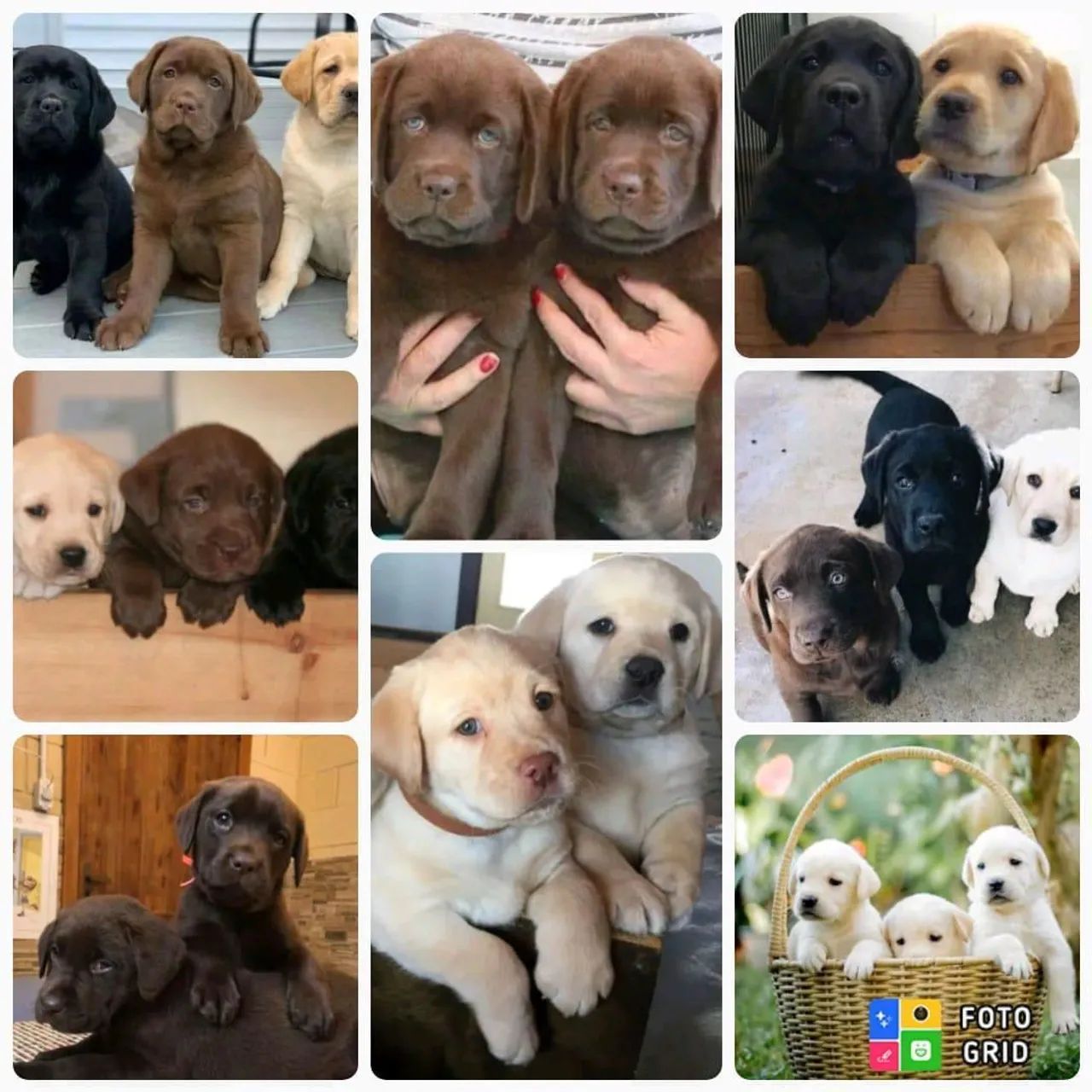 Filhotes de Labrador 