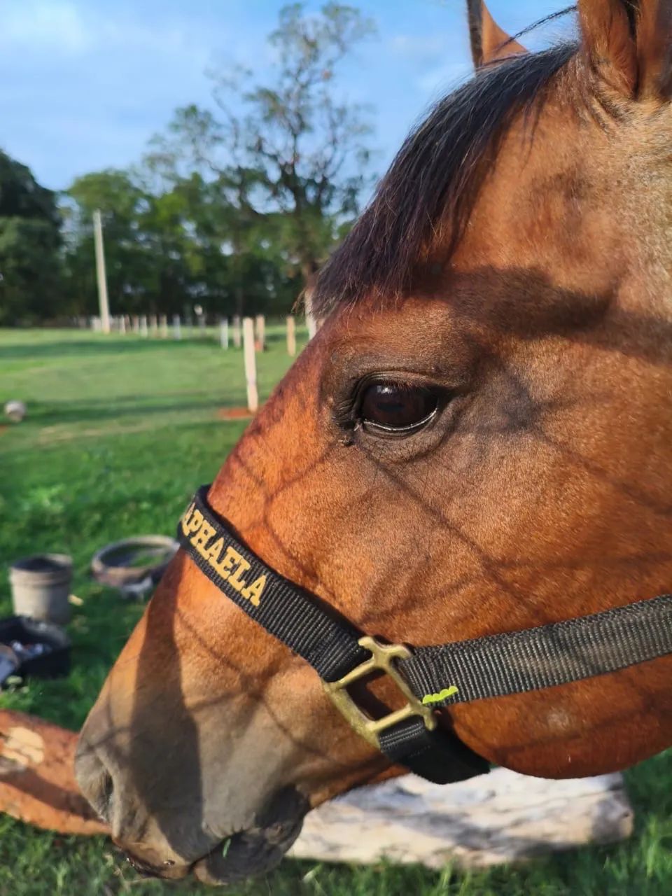 Garanhão Quarto de Milha PO.  - Foto 2