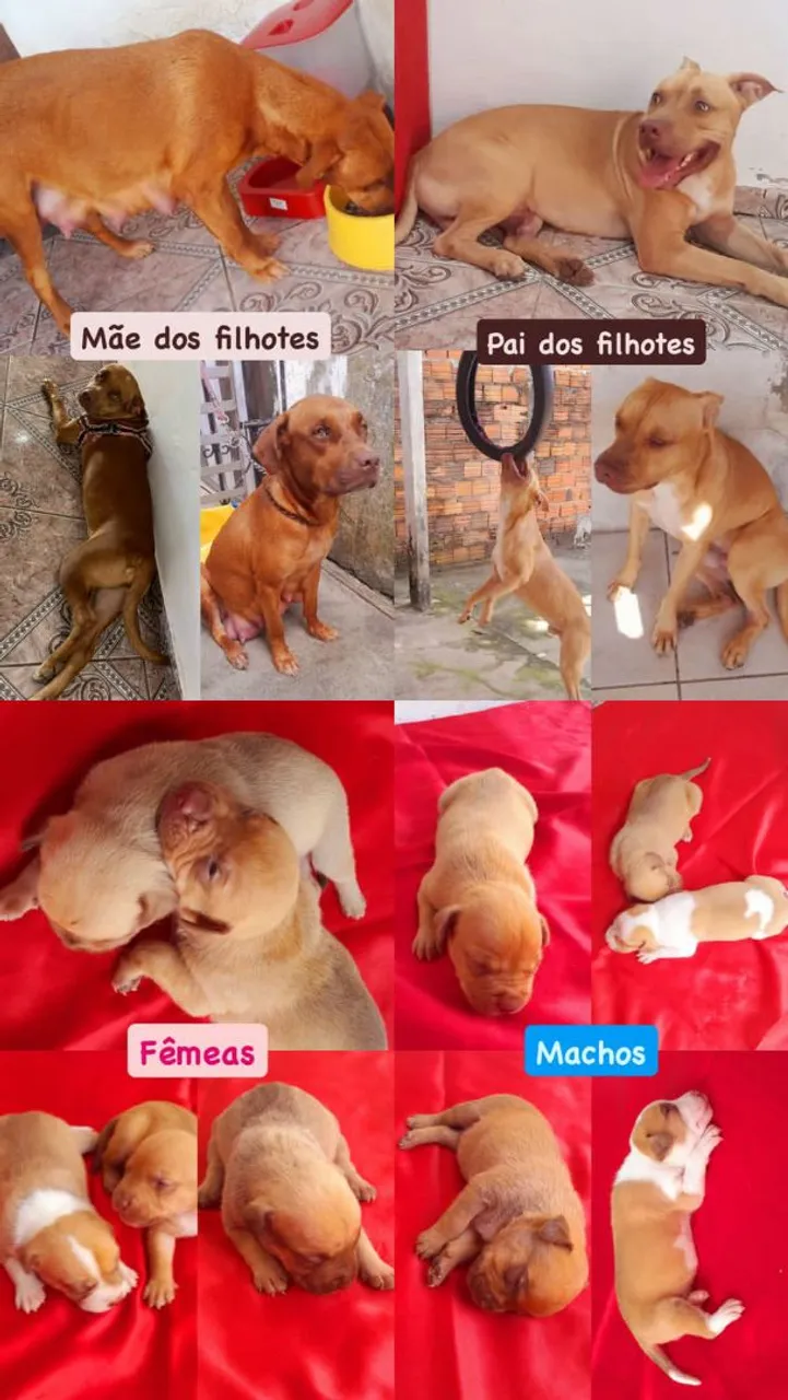 Filhotes de Pitbull puro Monsters