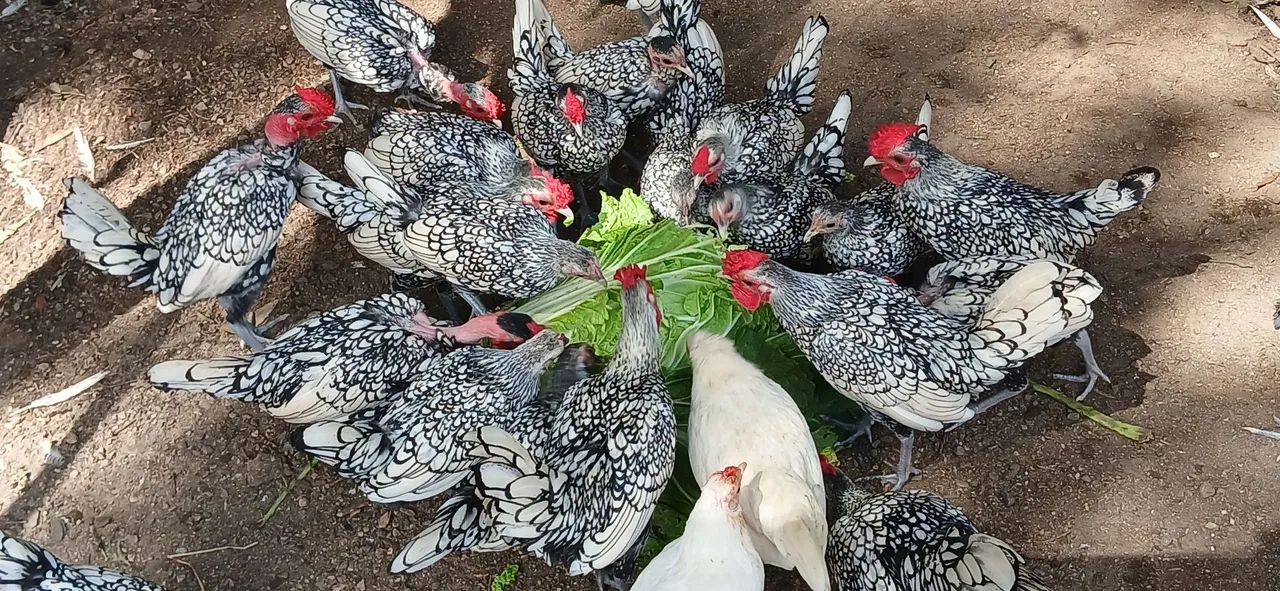 Vendo galize sebrait prata  - Foto 3