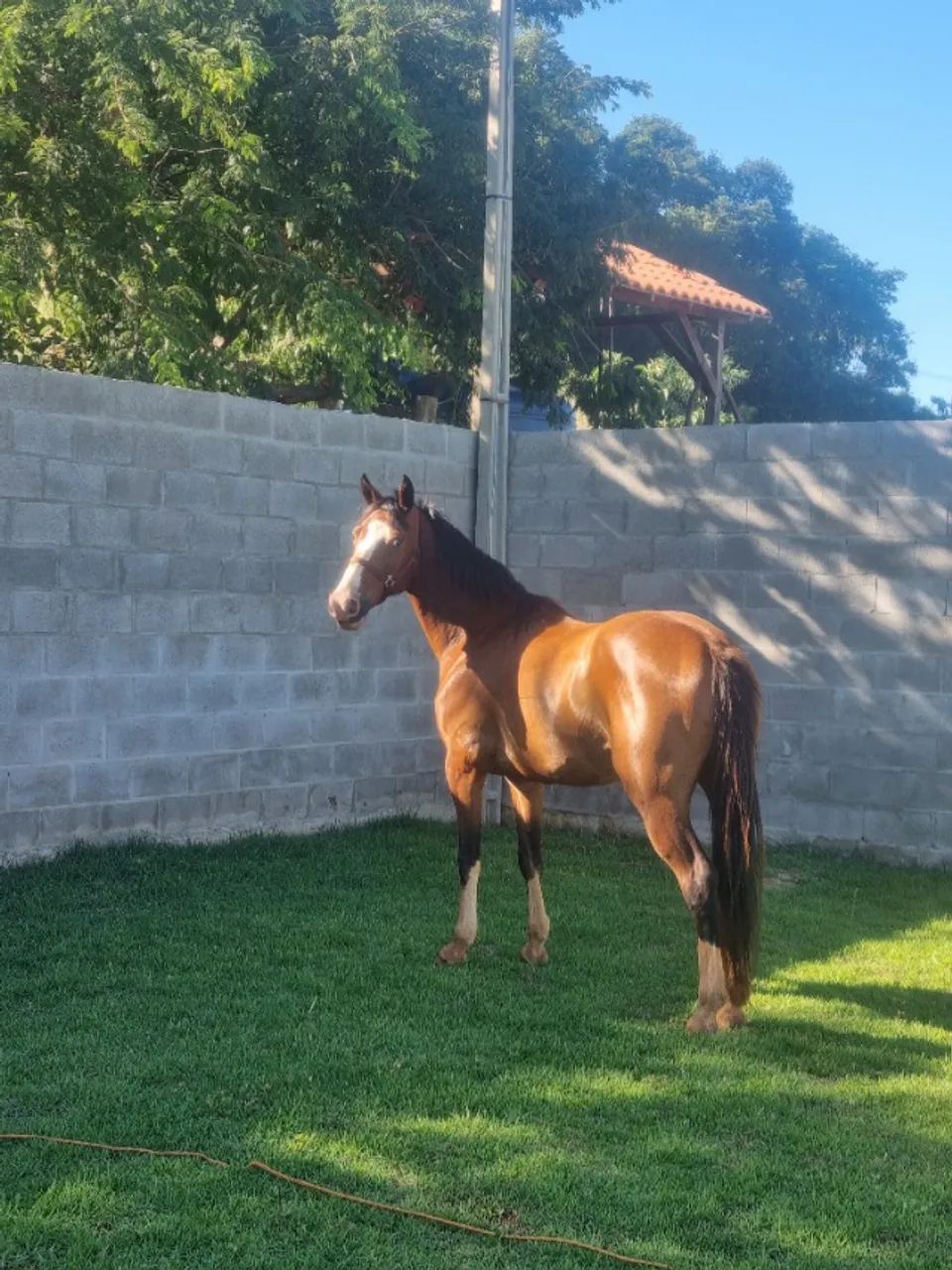 Cavalo Quarto de milha