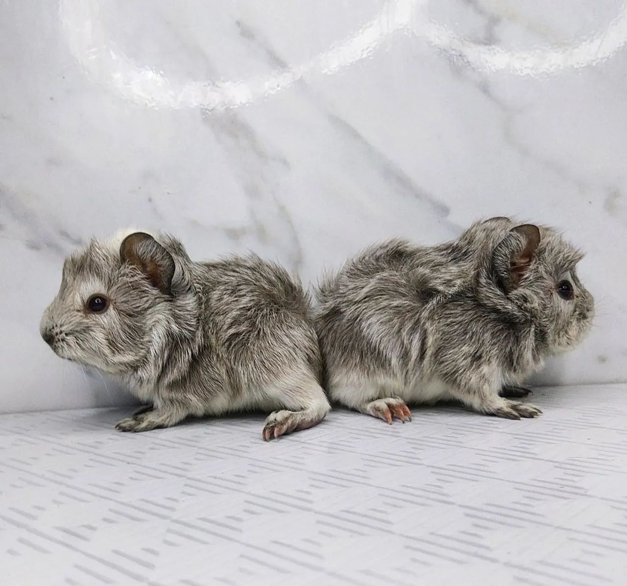 Dois filhotes de porquinho da índia - Lindos e fofinhos - Foto 3