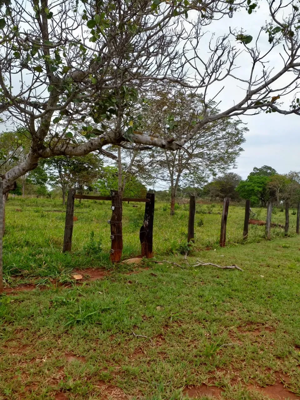 CÓD014 - Chácara com 15HECTARES Terenos/MS