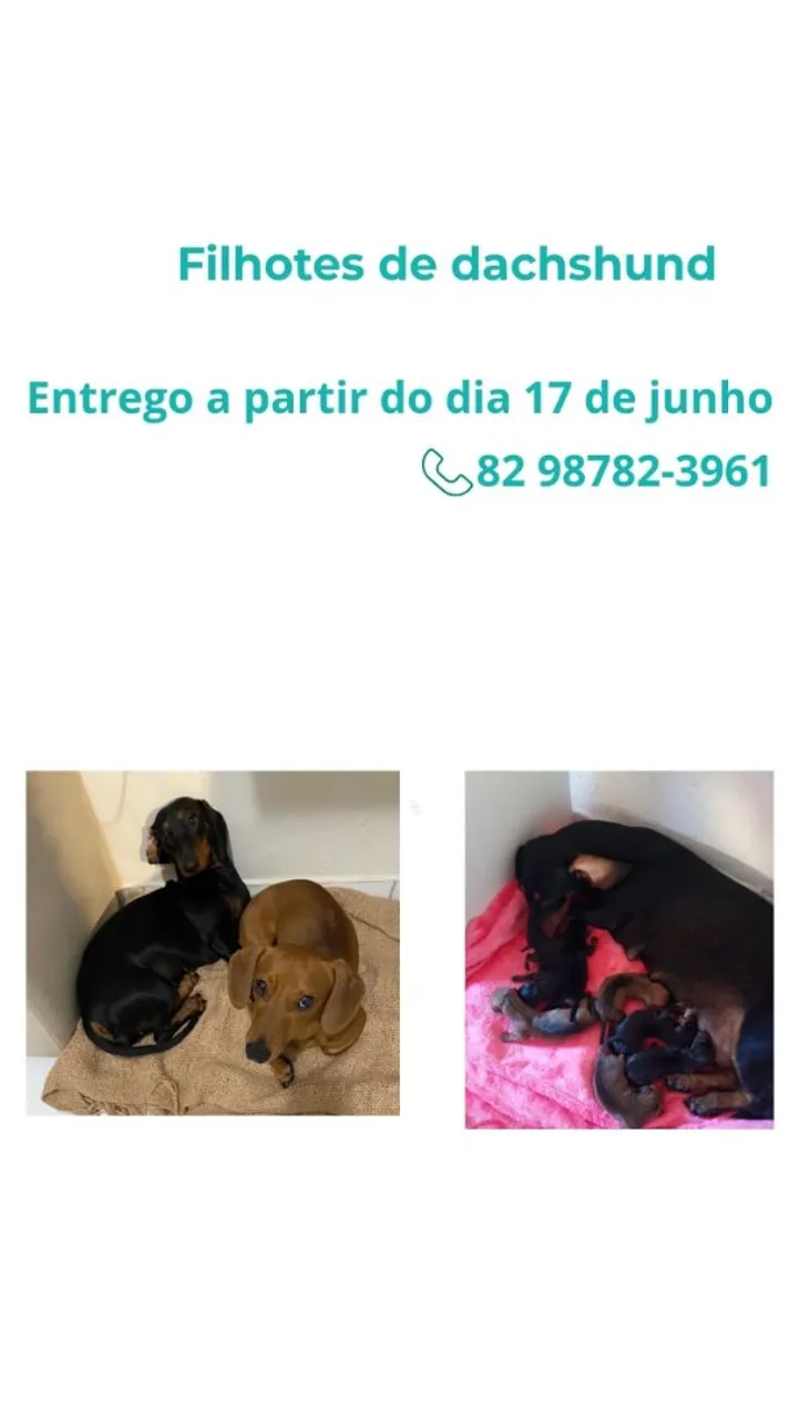Filhotes de Dachshund