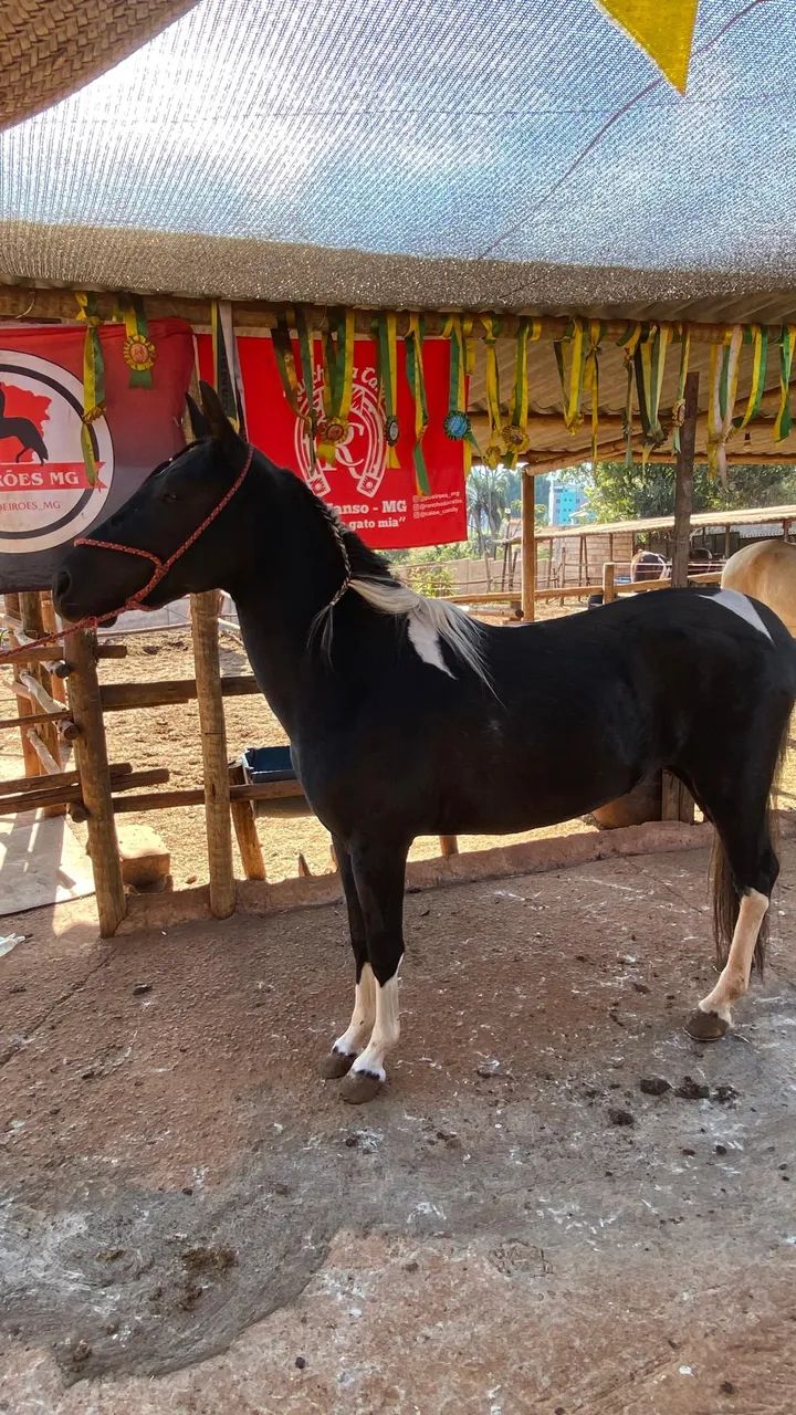 Mangalarga marchador (pampa de preto) - Foto 4
