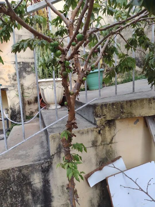 Jabuticabeira dando frutos. - Foto 4