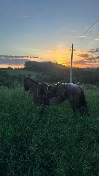 Égua Dom Firmino Pantera - Foto 5