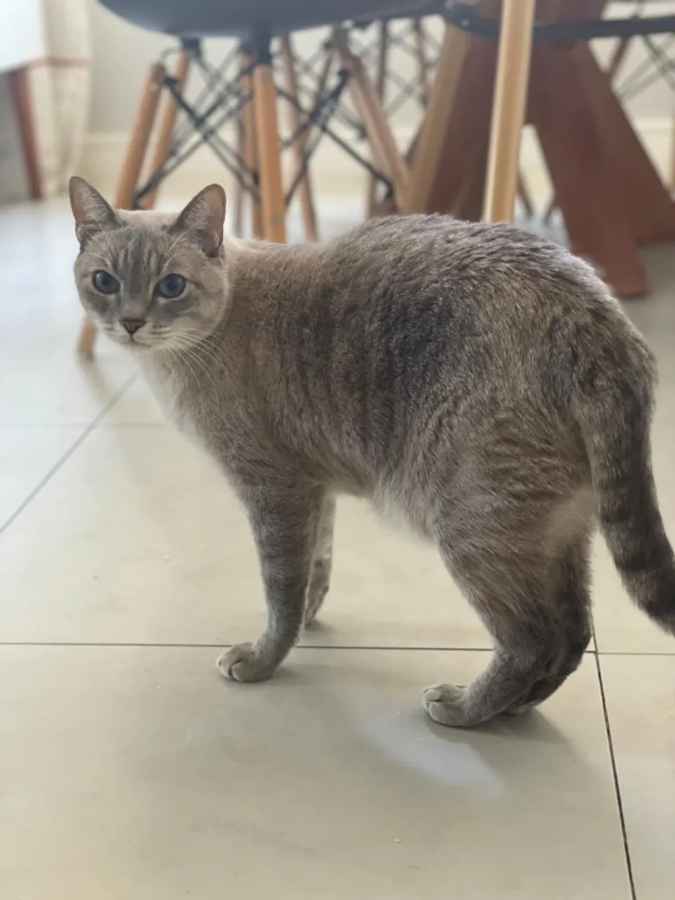 Doa-se gato