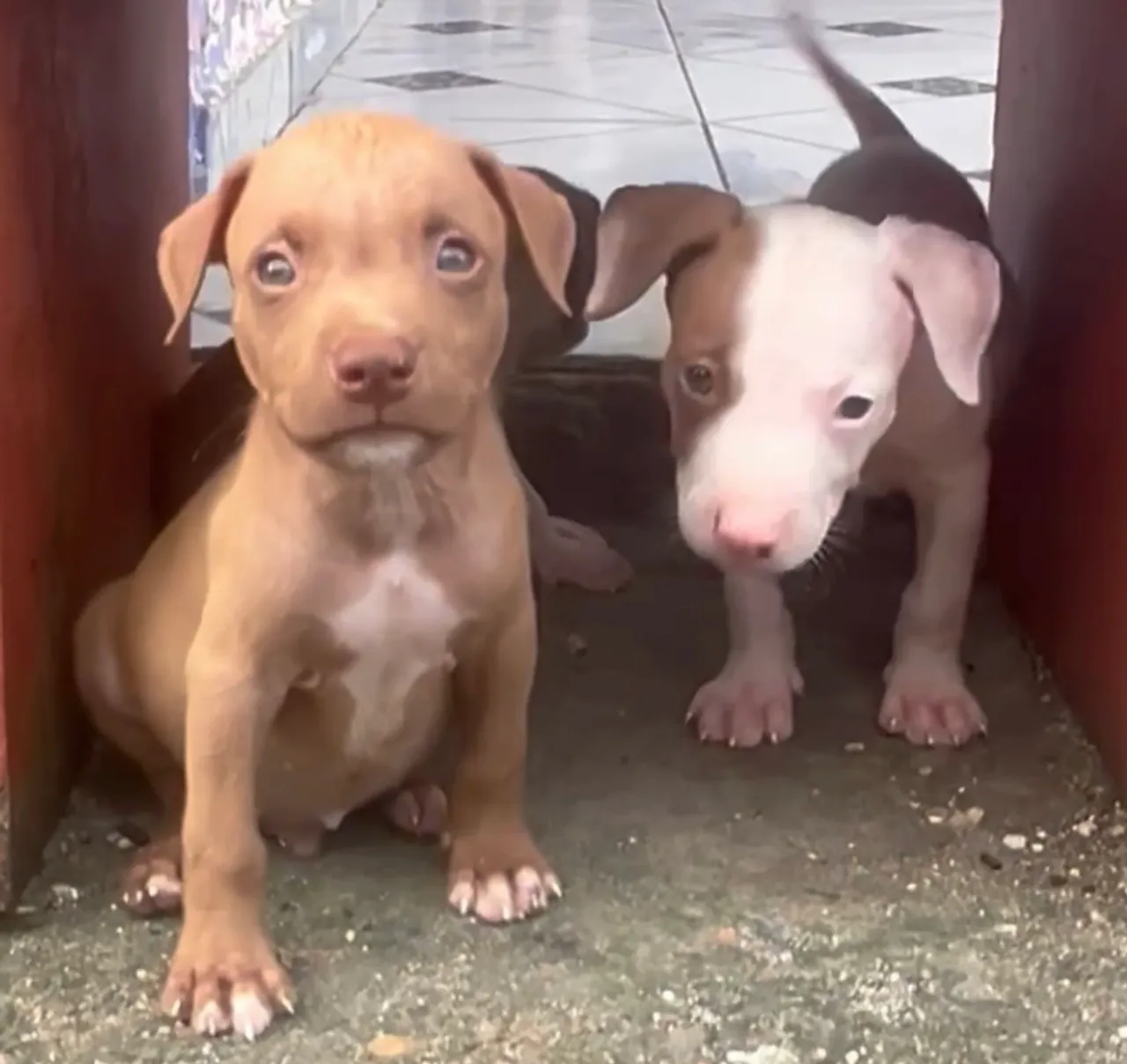 Filhotes de Pitbull $200, faço entrega. What: *
