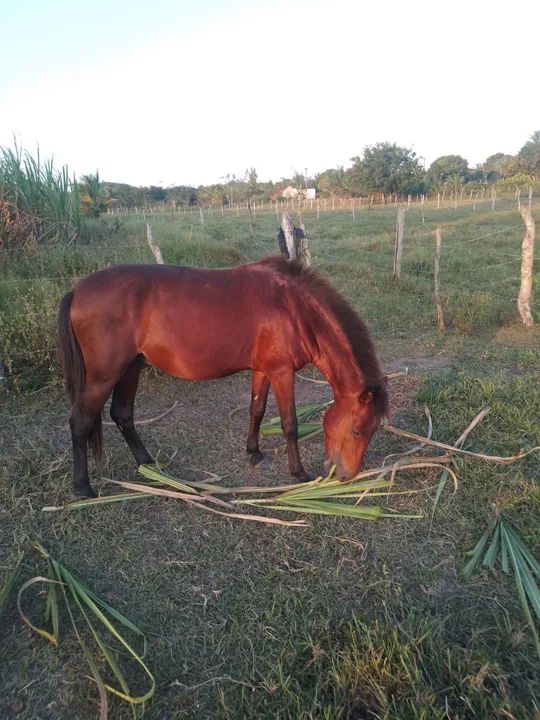 cavalo novo  - Foto 5