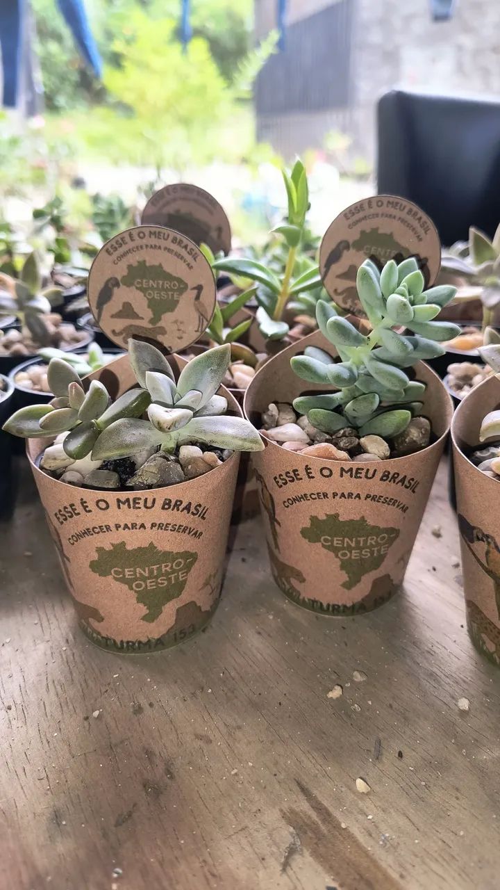 Cactos e suculentas personalizadas - Foto 2
