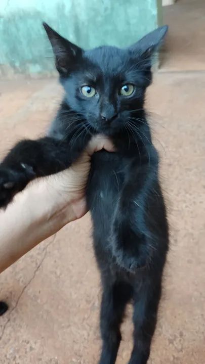 Gatinhas fêmeas para doação  - Foto 3