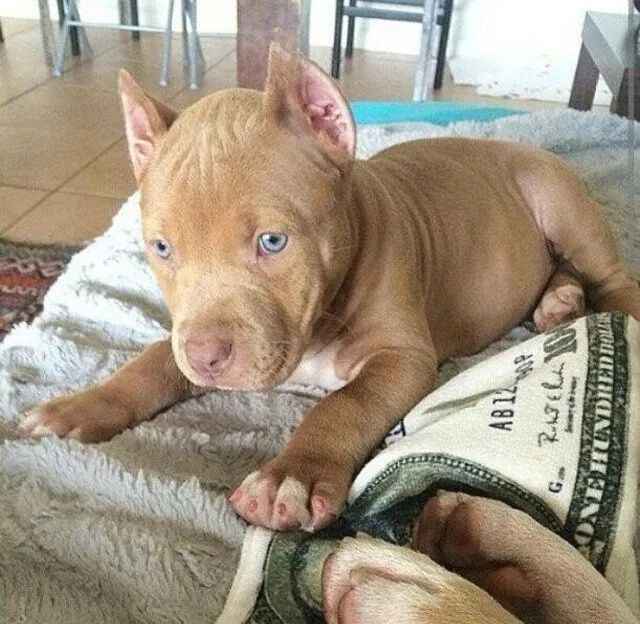 American Bully Filhote Forte e Saudável