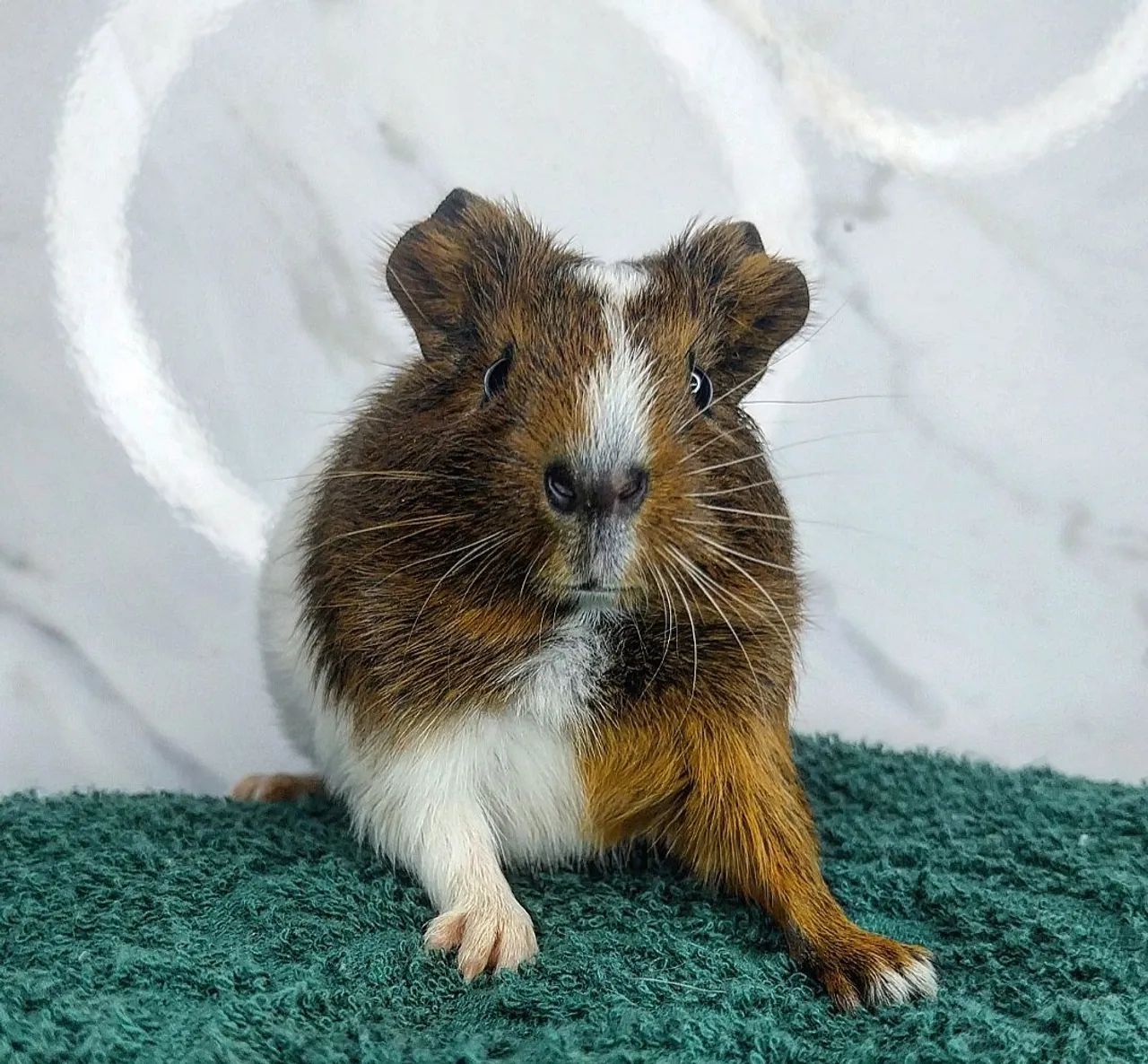 Porquinho fofinho - Foto 3