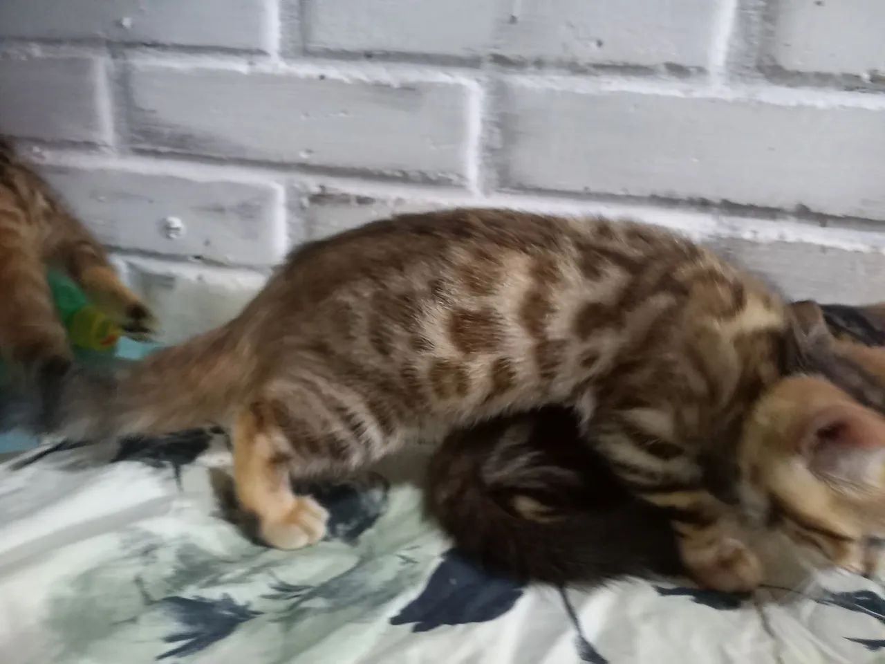 Gato BENGAL filhotes  - Foto 5