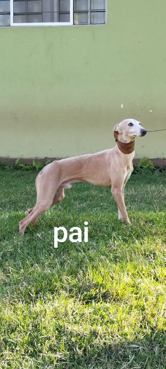 Galgo italiano 