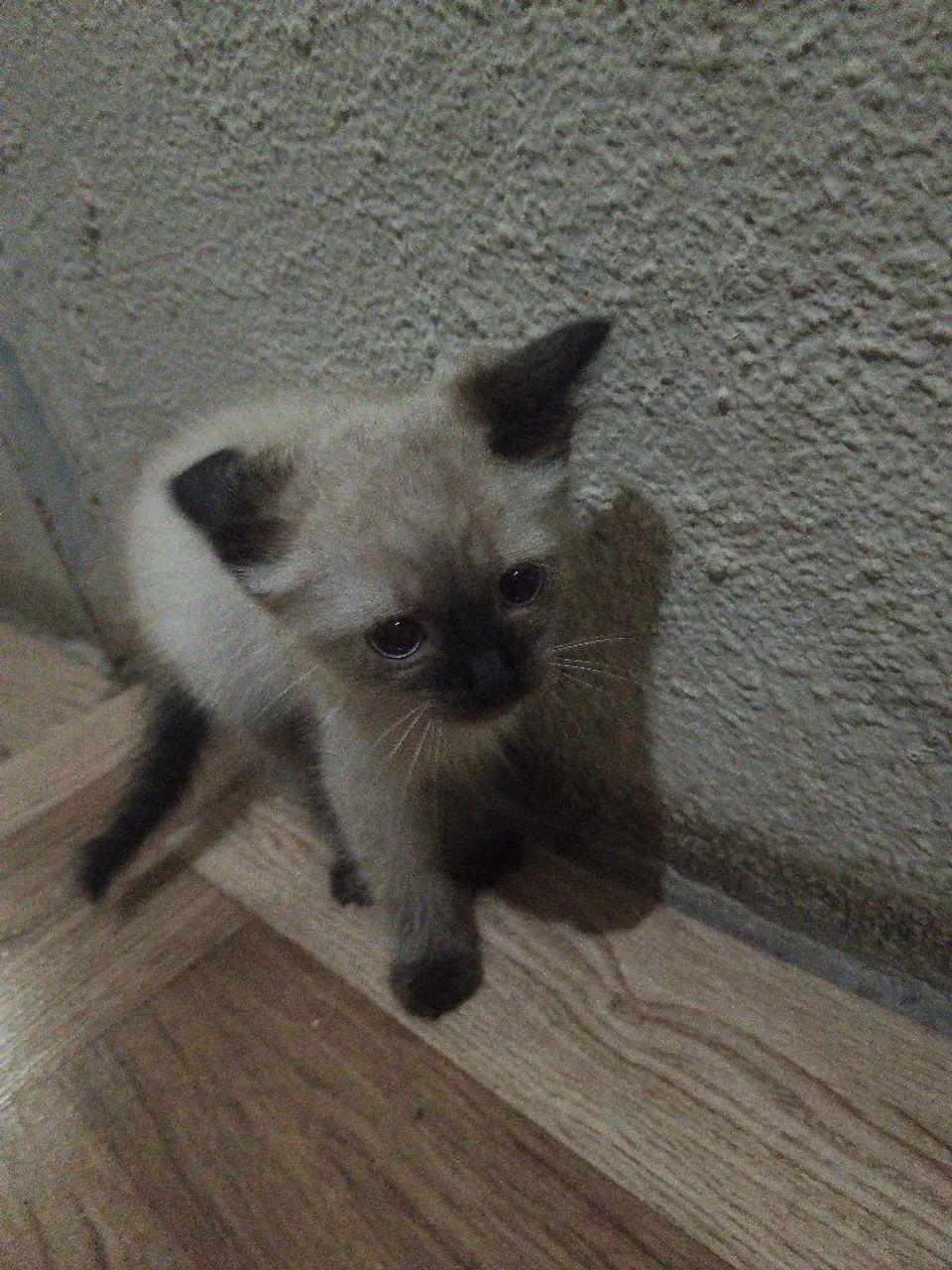 Siamese Cat Pair64842813781761120