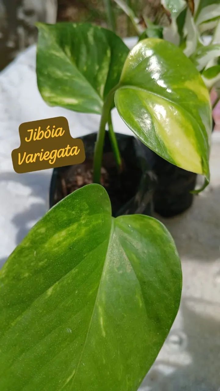 Kit 2 Mudas: Lírio da Paz e brinde 1 muda Jibóia - Foto 3