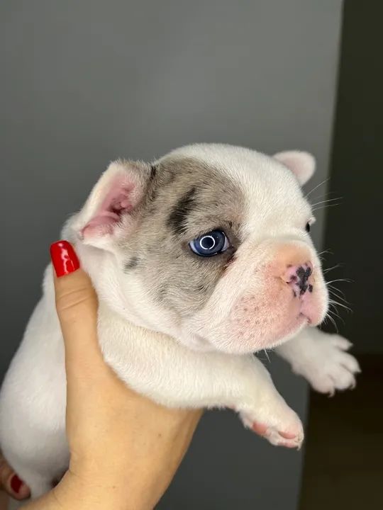 Filhote de Bulldog Francês - Olhos azuis