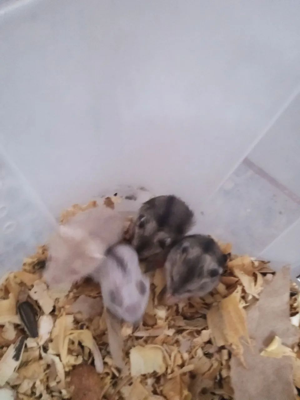 Hamster anão russo  - Foto 2