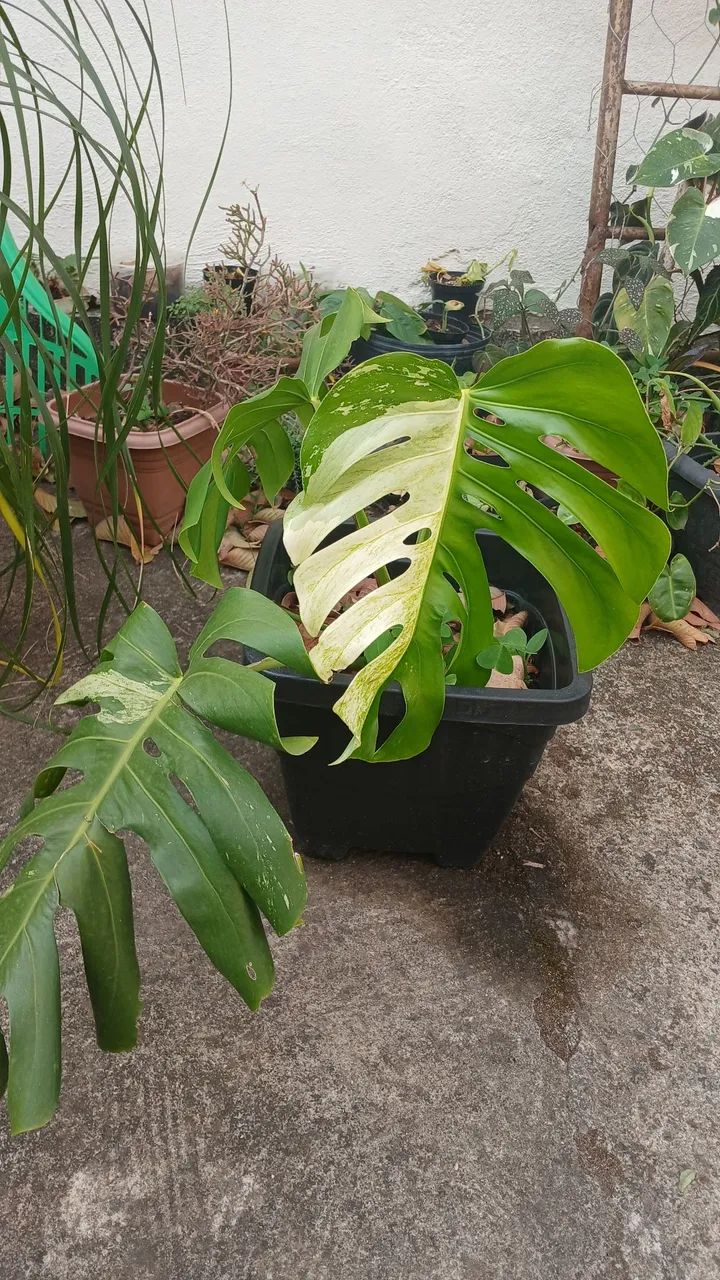 monstera deliciosa