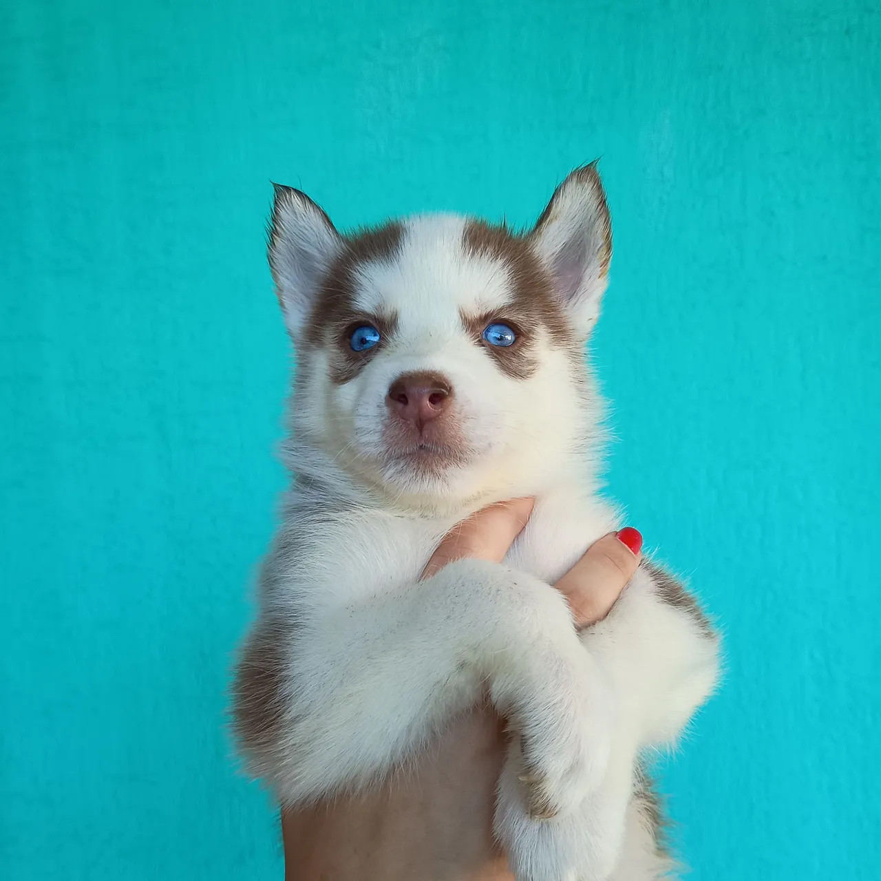 Filhote Husky Siberiano