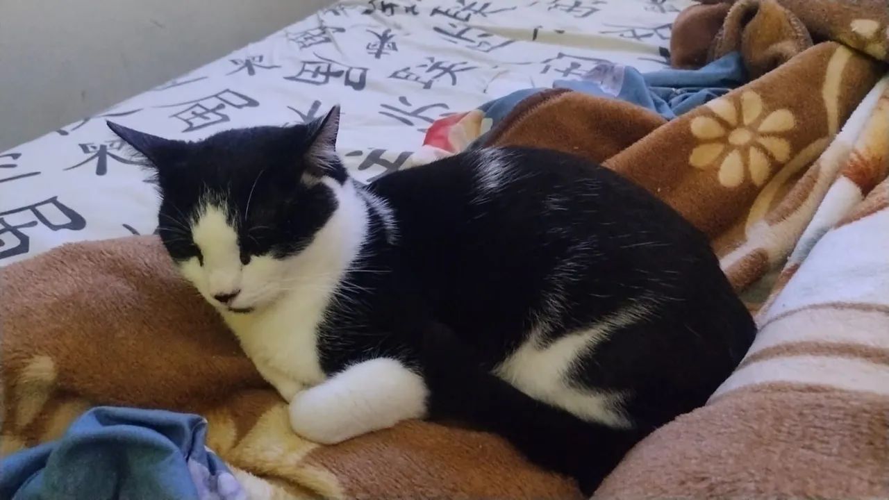 Doação de gato  - Foto 2