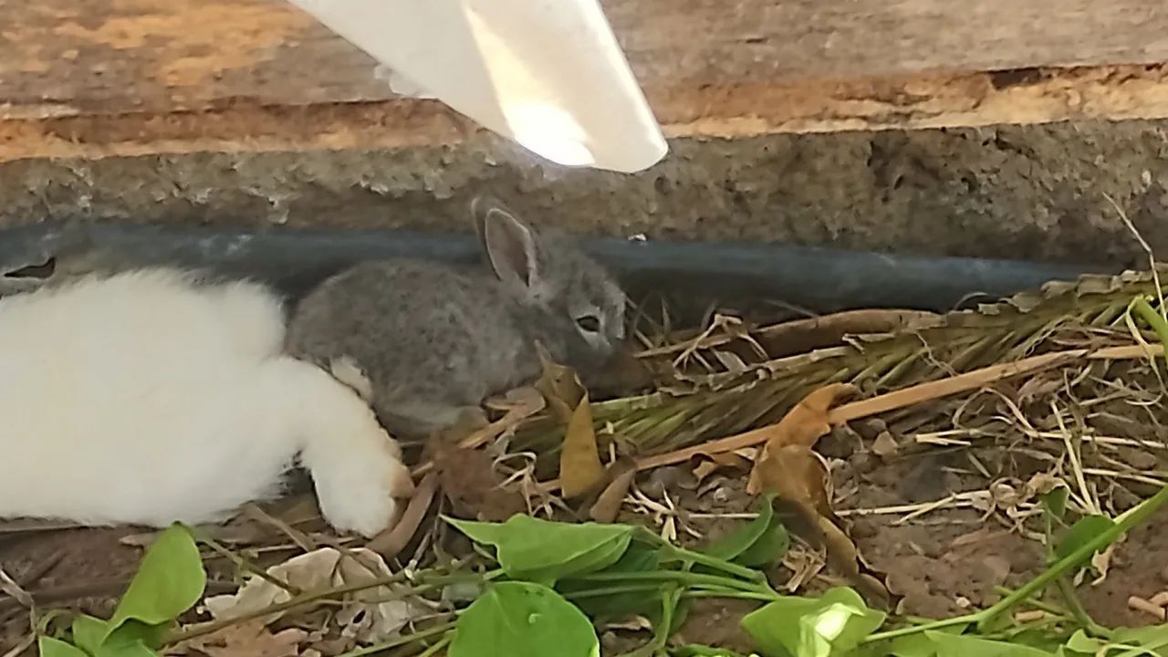 Vendo Filhotes de Coelhos - Foto 3