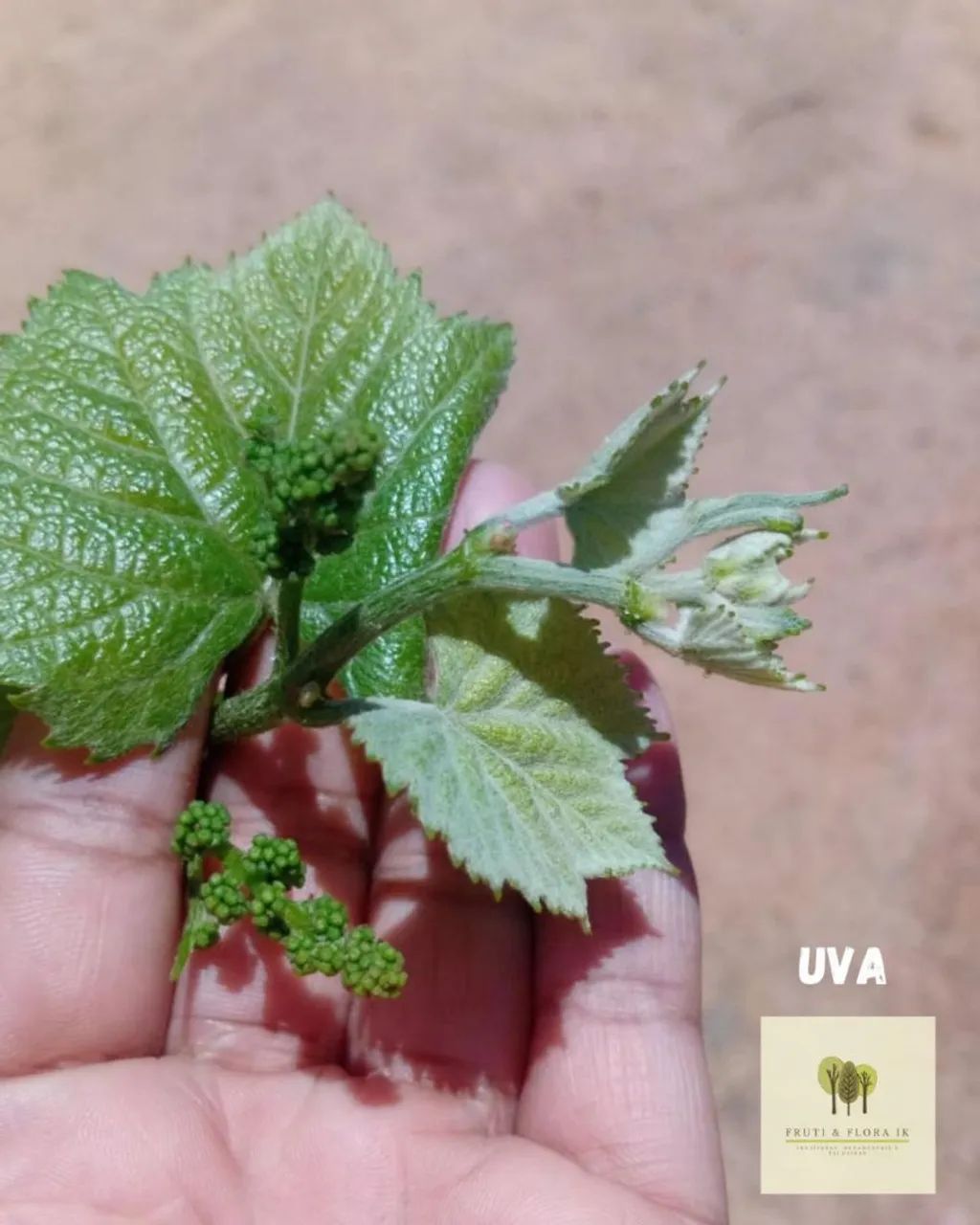 Mini árvores frutíferas para vaso ou solo ? - Foto 2