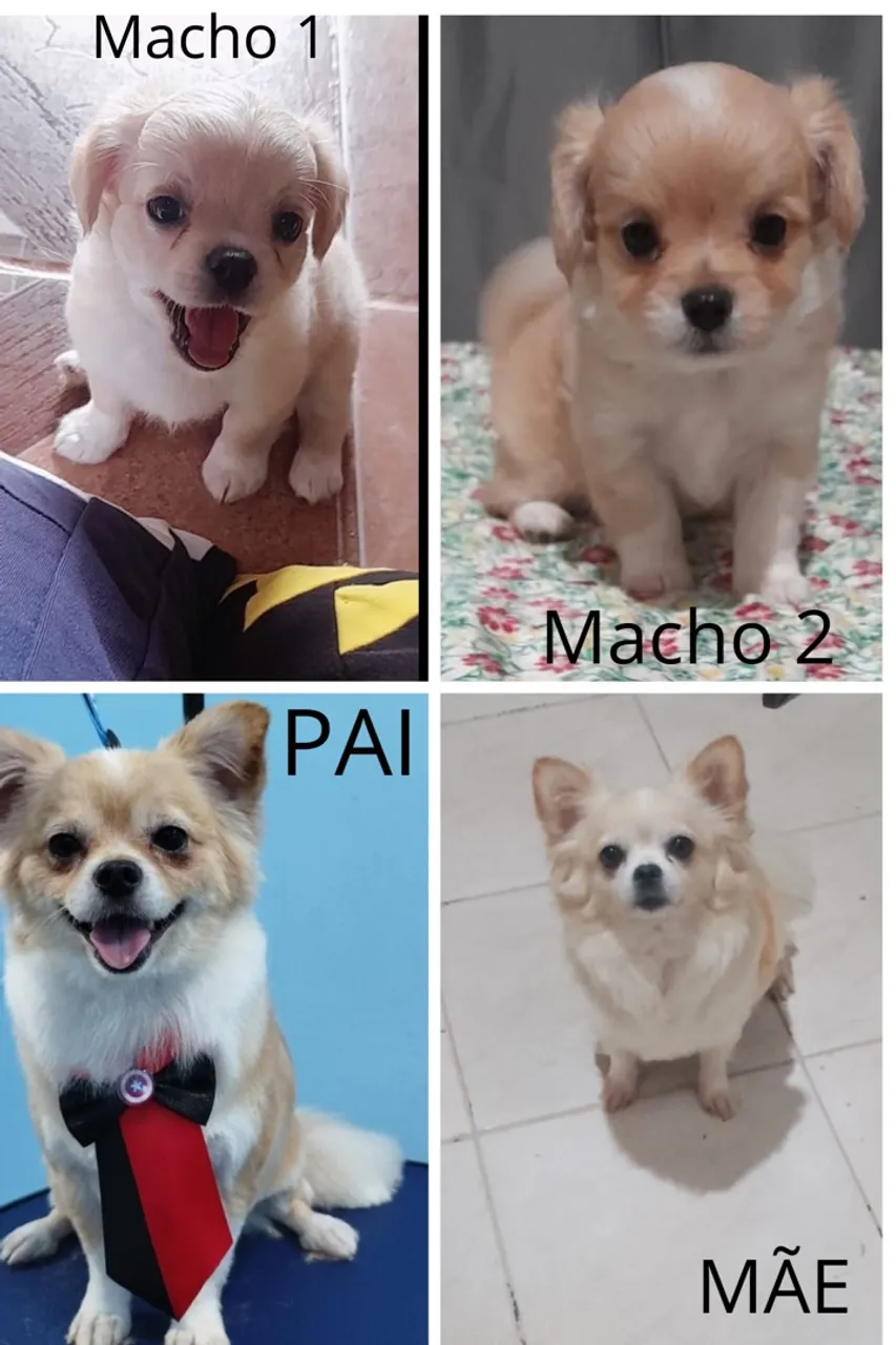 Filhotes de Chihuahua puros - Machos