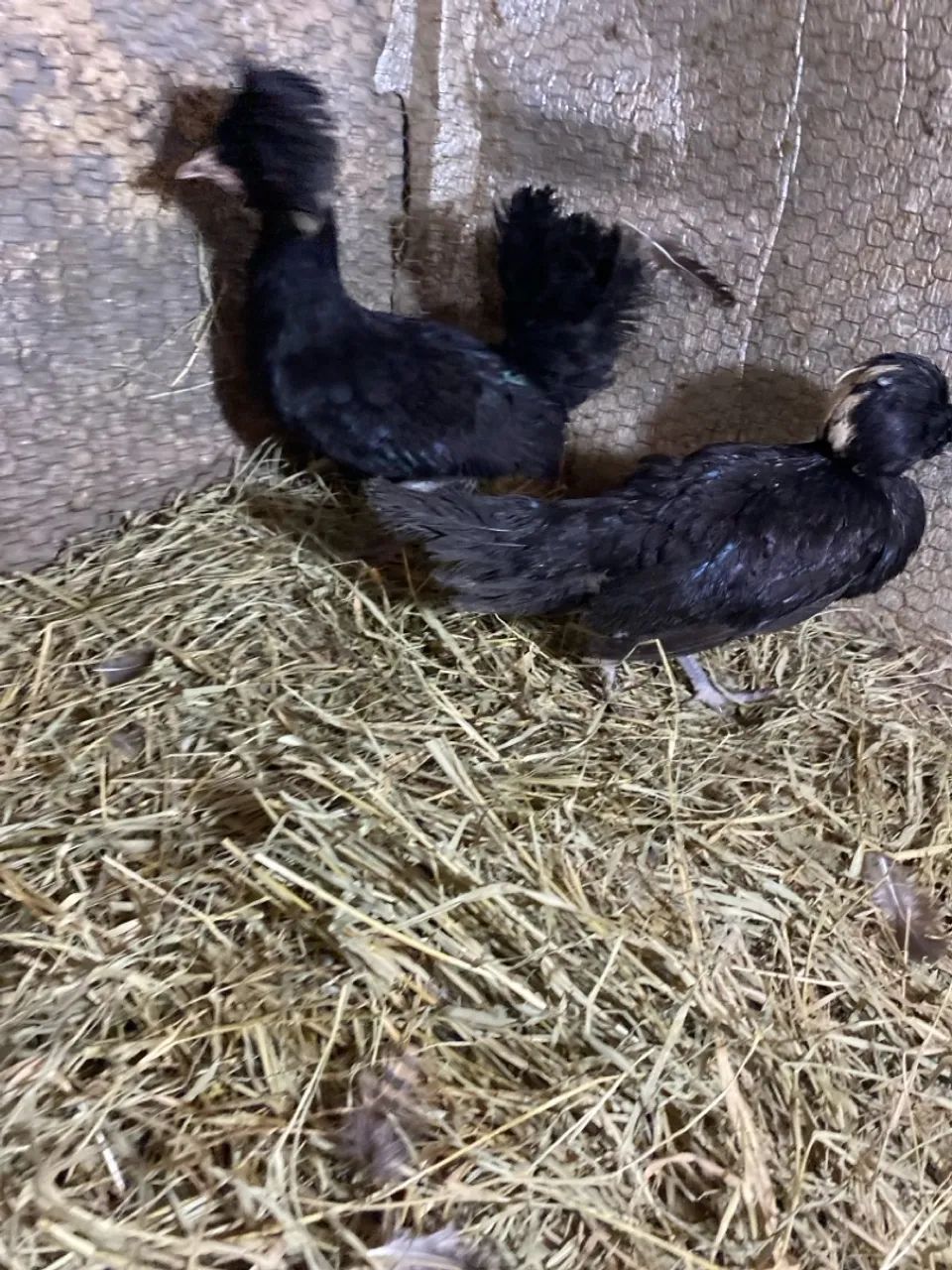 Galinha e galo raça polonesa promoção  - Foto 3