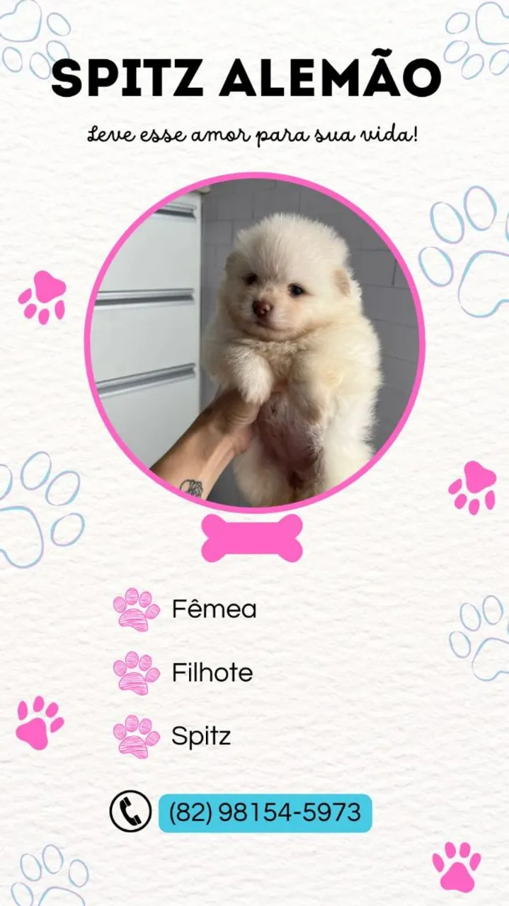 Spitz Alemão Fêmea e Macho