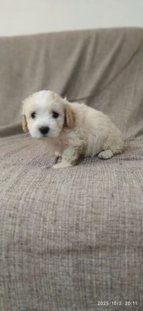 Poodle - Filhotes Lindos e Saudáveis